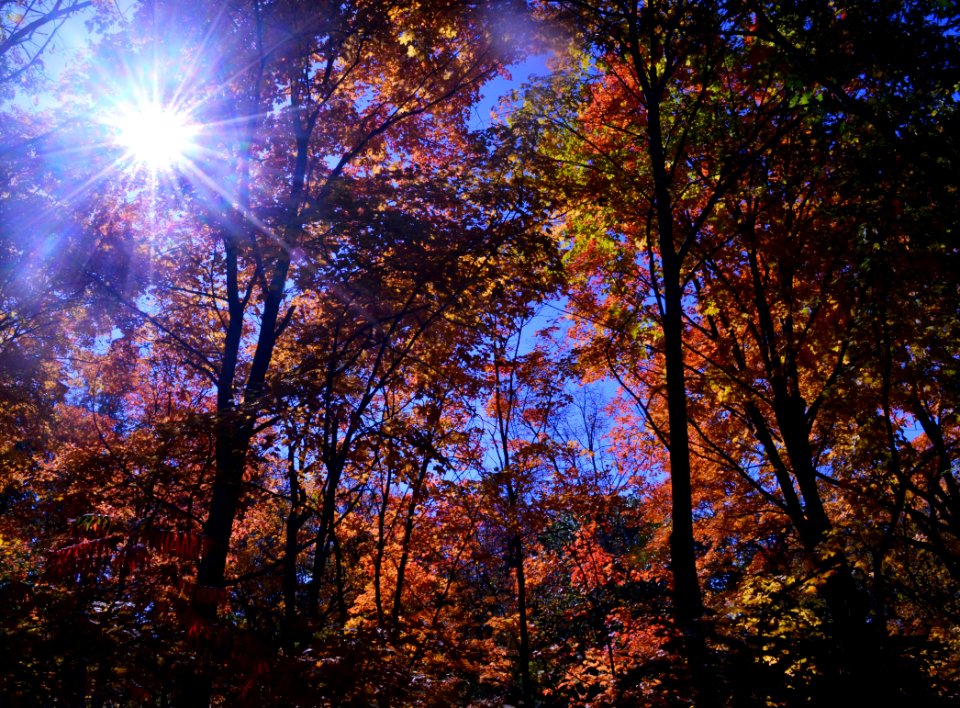 The sun shining through all the colors - Fall 2015