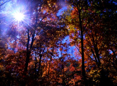 The sun shining through all the colors - Fall 2015