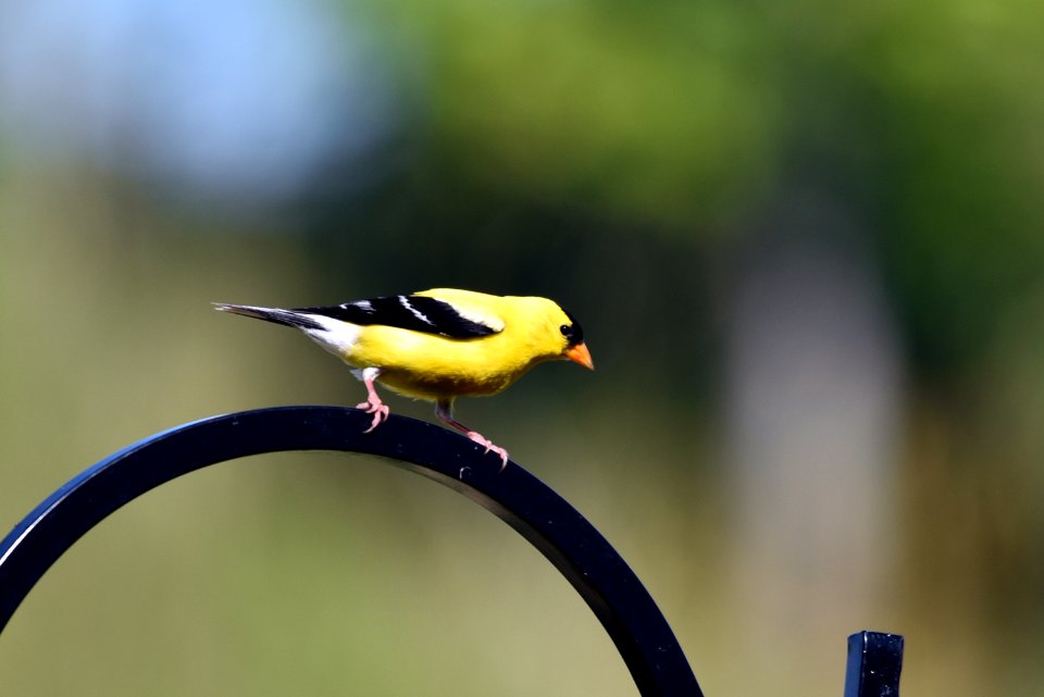 American goldfinch