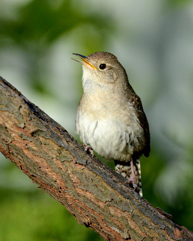 House Wren in DeWitt, MI