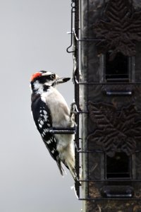 Downy Woodpecker at the Bird Feeder