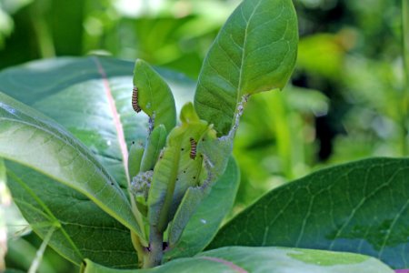 Monarch Caterpillars on Common Milkweed photo