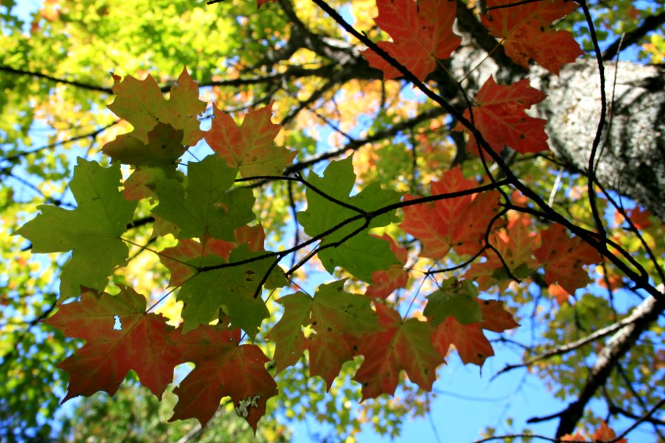 Fall colors