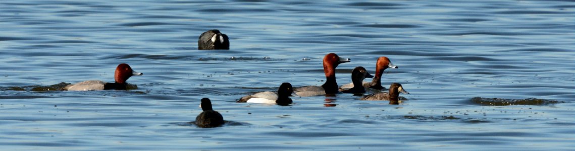 Redheads and Scaup in Ingham County, MI
