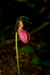 Pink Lady's Slipper