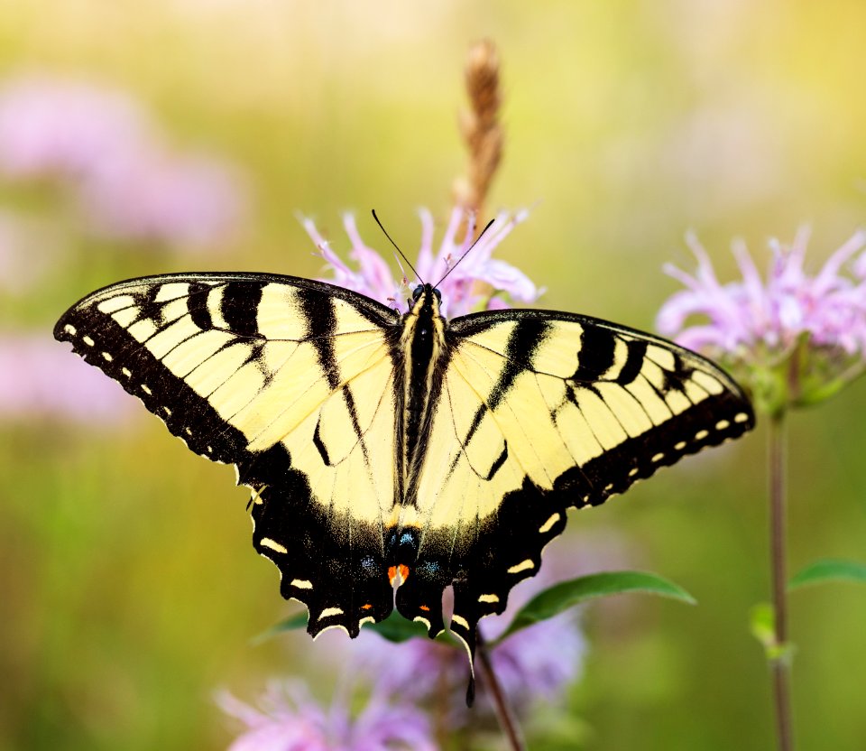 Eastern Tiger Swallowtail Butterfly