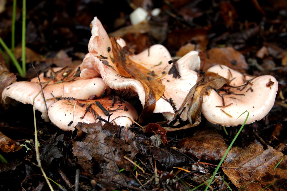 Fall Fungi