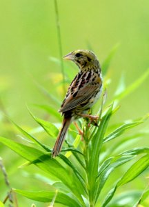 Henslows Sparrow photo