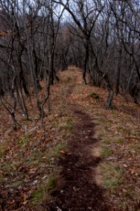 Forrest path photo