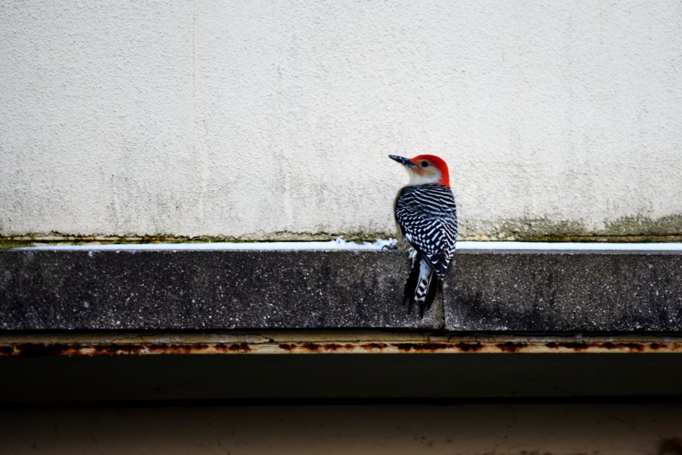 Red-bellied woodpecker perched on the Minnesota Valley National Wildlife Refuge Visitor Center