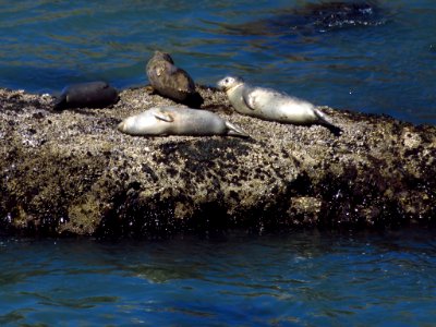Yaquina Head Natural Area at Oregon Coast