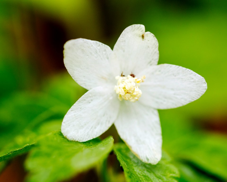 Wood Anemone