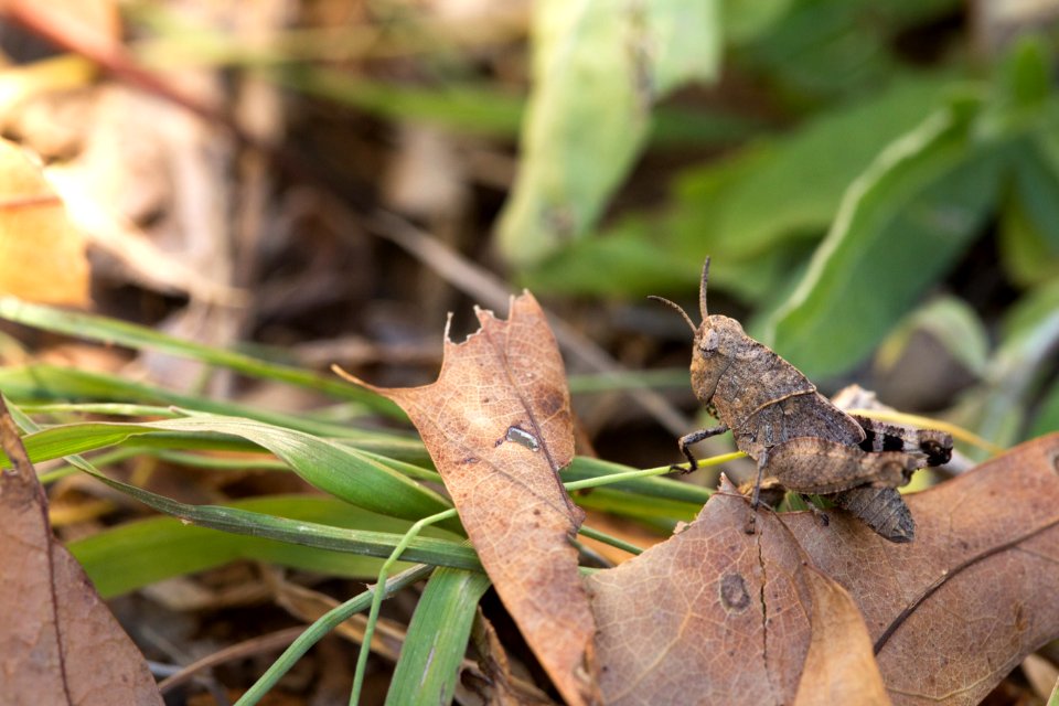 Grasshopper Nymph