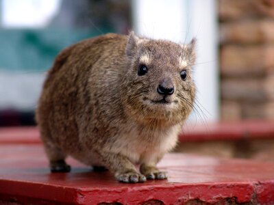 Rodent guinea pig small animals
