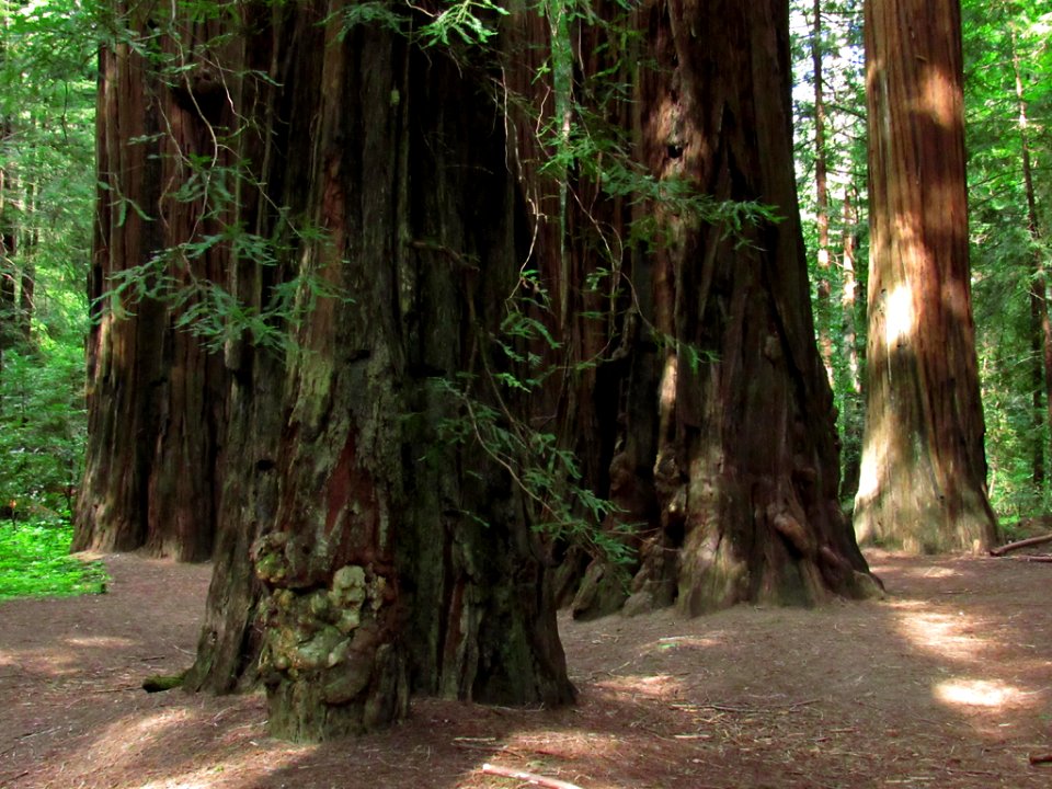 Avenue of the Giants at Redwoods in California