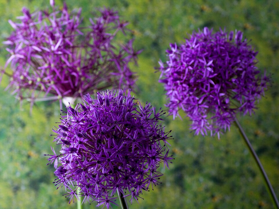 Flowers macro giant ornamental allium