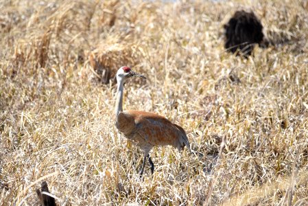 Sandhill crane photo