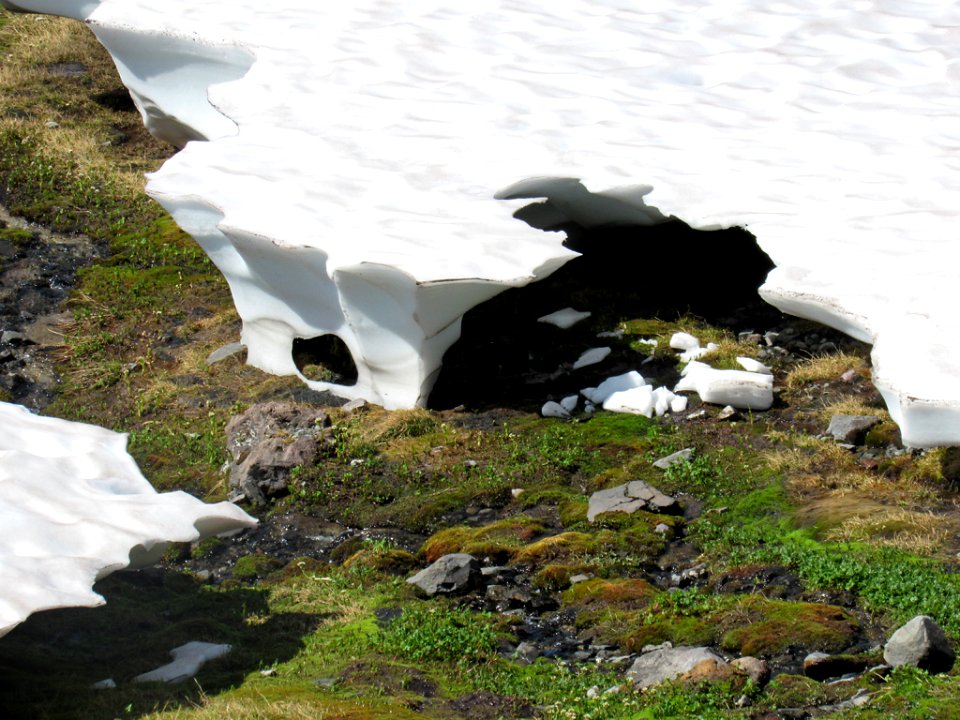 Paradise Skyline Trail at Mt. Rainier NP in WA