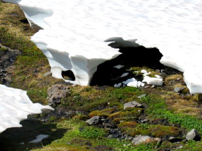 Paradise Skyline Trail at Mt. Rainier NP in WA photo