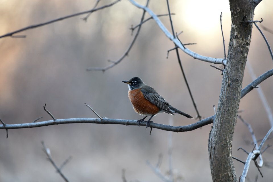 American robin perched on a tree branch