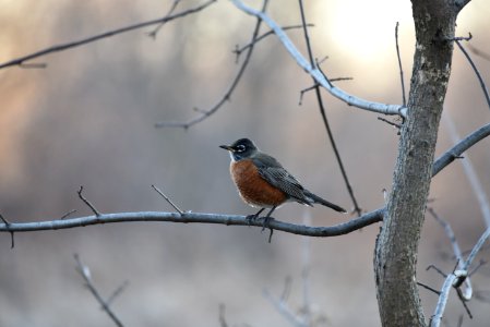 American robin perched on a tree branch photo