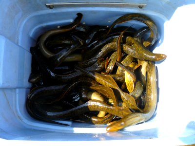 Adult Sea Lamprey Catch photo