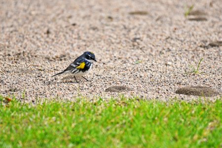 Yellow-rumped warbler foraging on ants photo