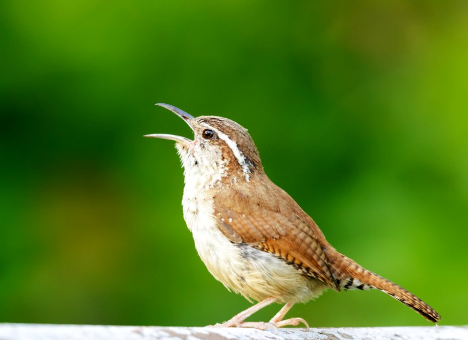 Carolina Wren photo