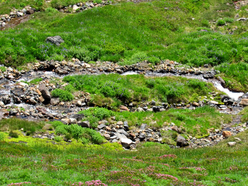 Paradise Skyline Trail at Mt. Rainier NP in WA photo