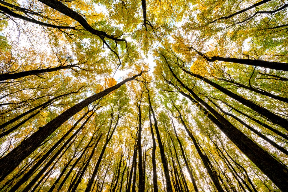Tree Tops at Low Gap
