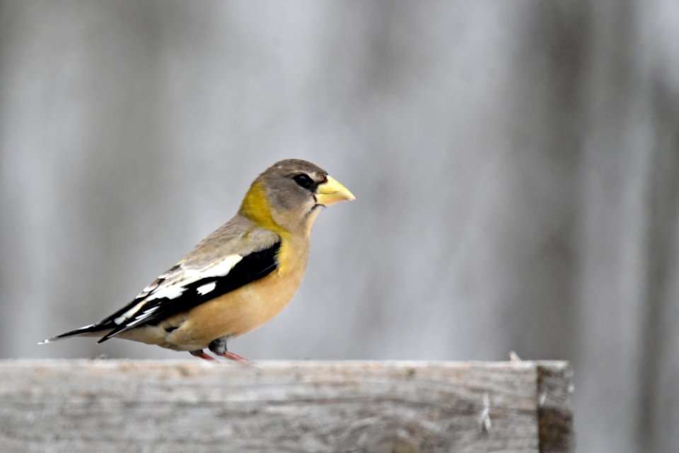 Female evening grosbeak photo