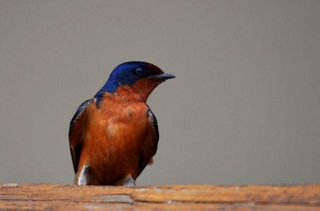 Barn Swallow photo