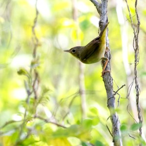 Common Yellowthroat