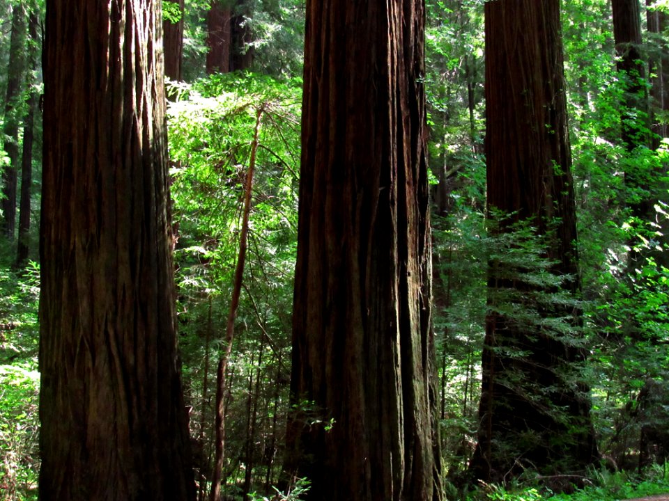 Avenue of the Giants at Redwoods in California