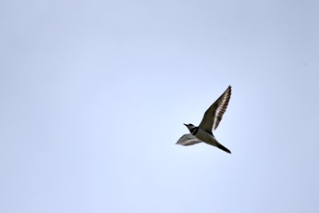 Killdeer in flight photo