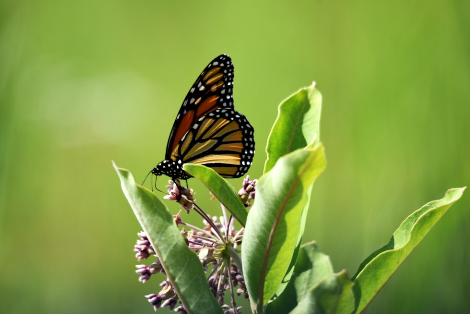 Monarch butterfly on common milkweed