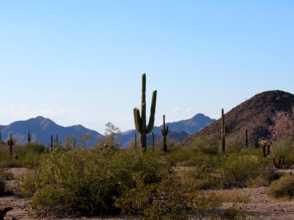 Sonoran Desert NM in AZ