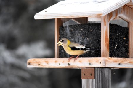 Female evening grosbeak photo