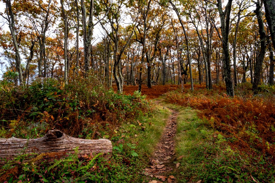Fall Along the  Appalachian Trail
