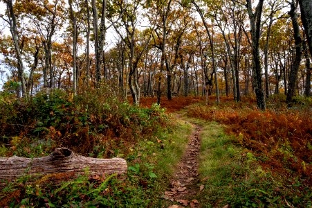 Fall Along the Appalachian Trail photo