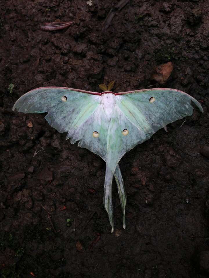 Actias selene insect moths