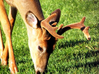 White-tailed Deer- Buck in Velvet photo