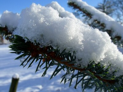 Winter fir tree evergreen photo
