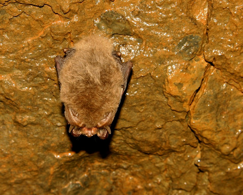 Ozark Big-eared Bat Hibernating