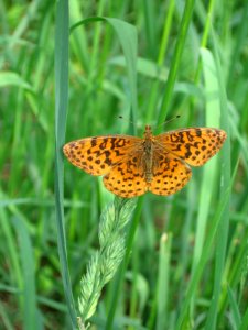 Meadow Fritillary Butterfly photo