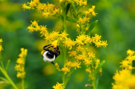 Bumle bee on goldenrod photo
