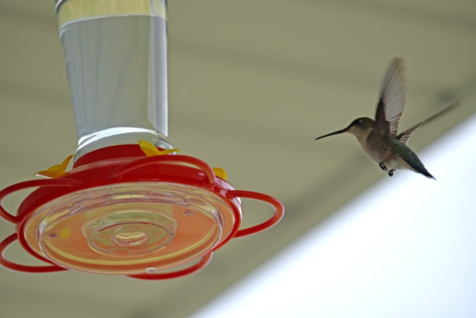 Ruby-throated hummingbird