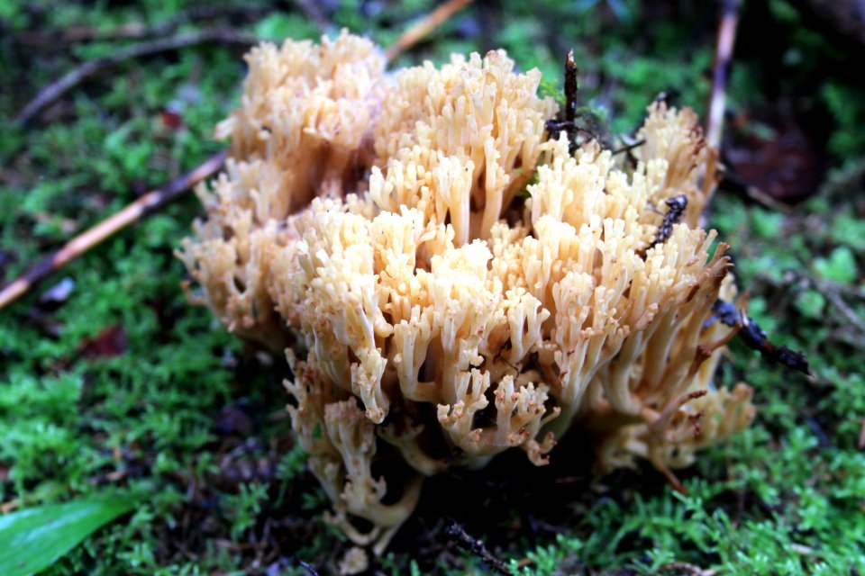 Fall Fungi