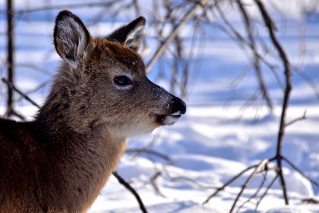 Young white-tailed deer photo