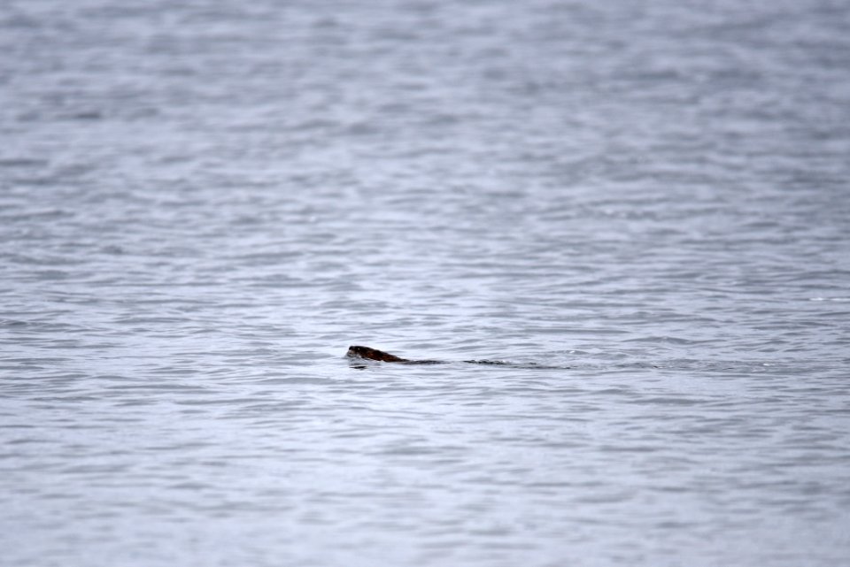 Muskrat swimming